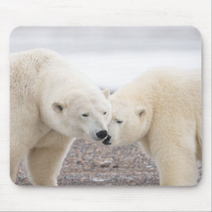 Cute Pair of Loving Polar Bears Musmatta