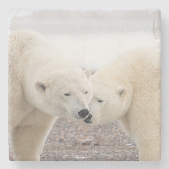 Cute Pair of Loving Polar Bears Stenunderlägg (Framsidan)