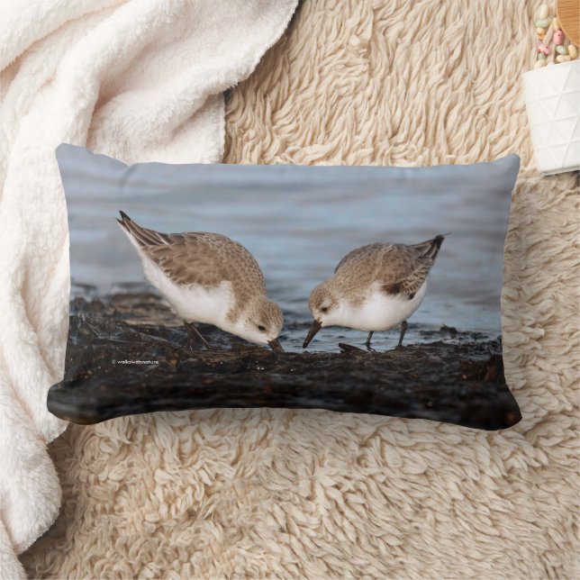 Cute Pair of Sanderlings Sandpipers Shares Lumbarkudde (Filt)
