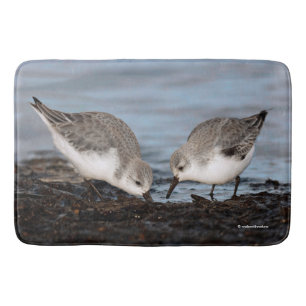 Cute Pair of Sanderlings Shares a Seaside Meal Badrumsmatta