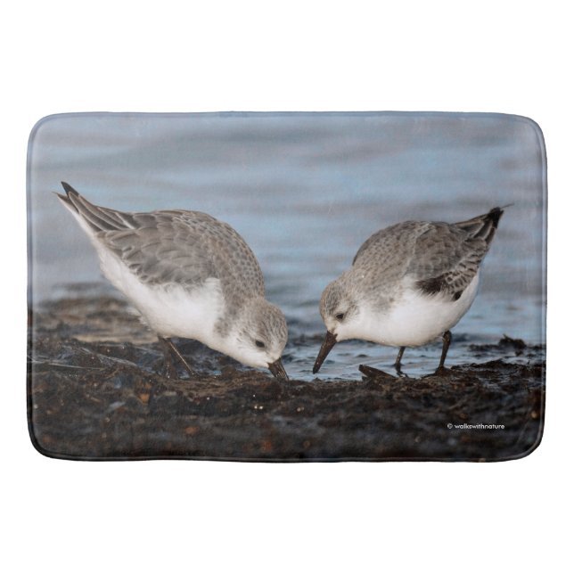 Cute Pair of Sanderlings Shares a Seaside Meal Badrumsmatta (Framsidan)
