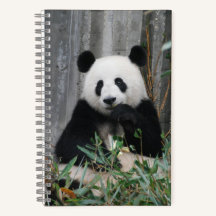 Cute panda