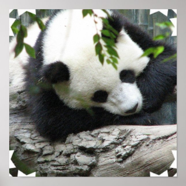 Cute Panda Poster (Framsidan)