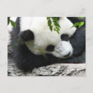 Cute Panda-vykort Vykort