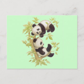 Cute Pandas Vykort