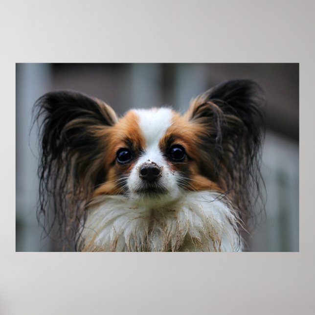 Cute papillon dog poster (Framsidan)