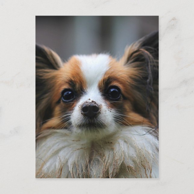 Cute papillon hund vykort (Framsida)