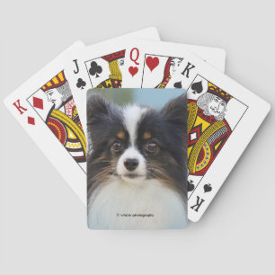 Cute Papillon Leksak Spanska Hund vid Dock Casinokort