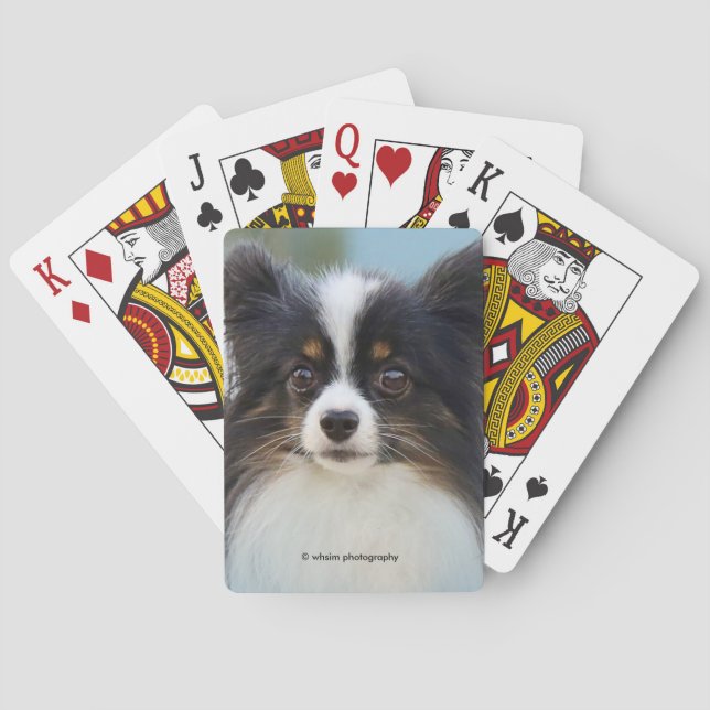Cute Papillon Leksak Spanska Hund vid Dock Casinokort (Baksidan)