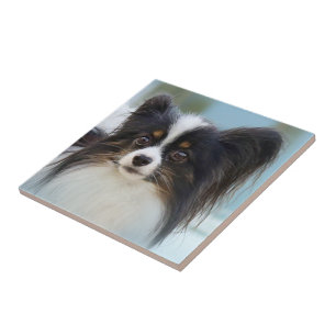 Cute Papillon Leksak Spanska Hund vid Dock Kakelplatta