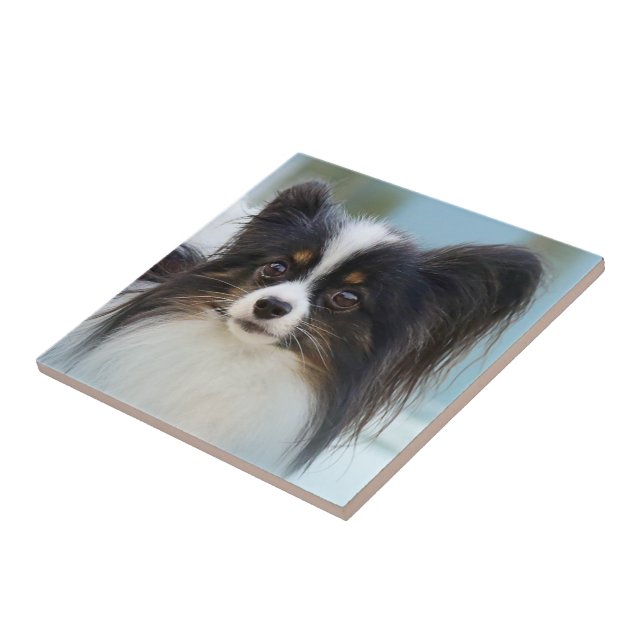 Cute Papillon Leksak Spanska Hund vid Dock Kakelplatta (Sidan)