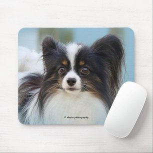 Cute Papillon Leksak Spanska Hund vid Dock Musmatta