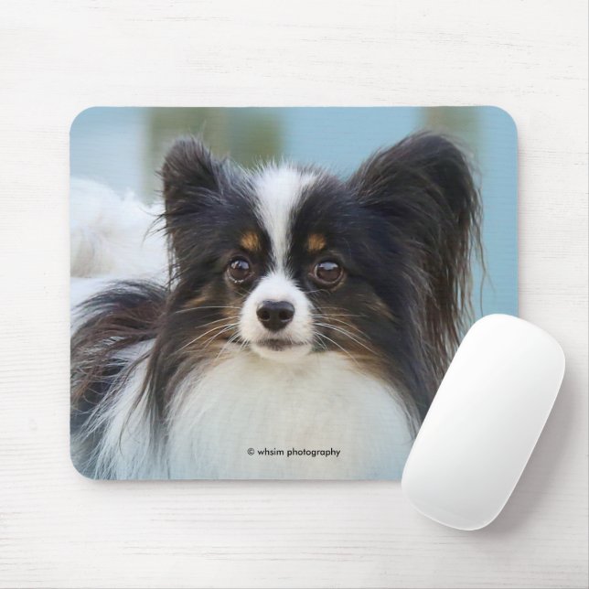 Cute Papillon Leksak Spanska Hund vid Dock Musmatta (Med mus)