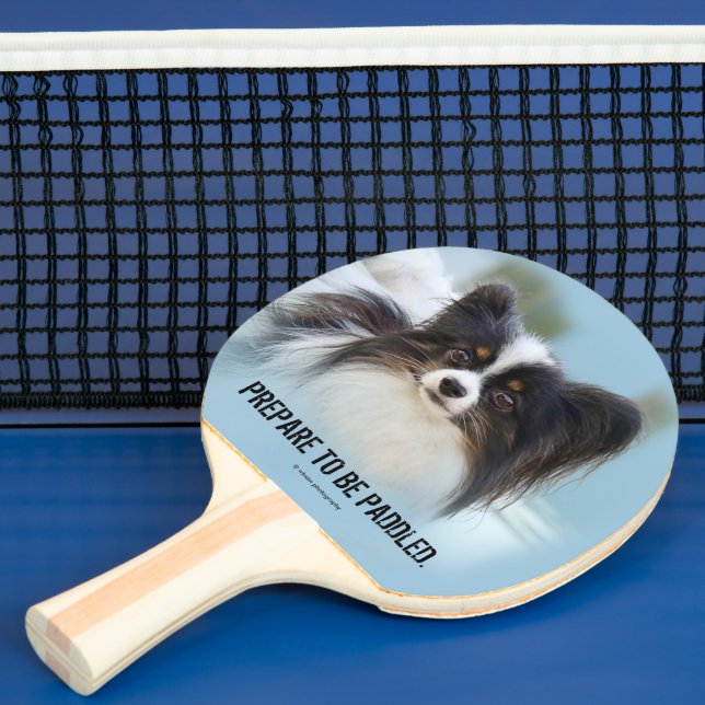 Cute Papillon Leksak Spanska Hund vid Dock Pingisracket (Insitu)