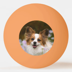 Cute Papillon Spain Head Photo for Hundälskares Pingisboll