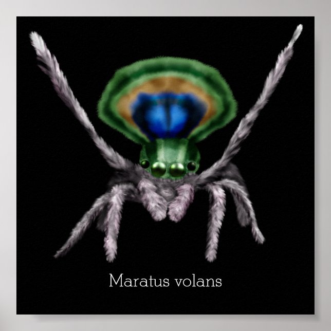 Cute Peacock Spider Digital Art Poster (Framsidan)