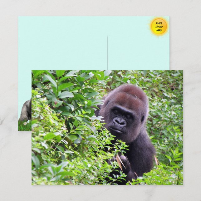 Cute Peek-A-Boo Gorilla Postcard Vykort (Fram/baksida)