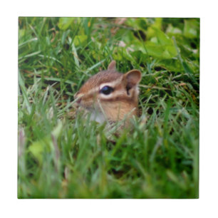 Cute Peeking Chipmunk Animal Kakelplatta
