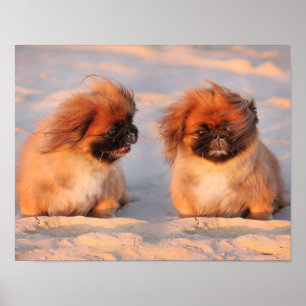 Cute Pekingese Hundar Poster