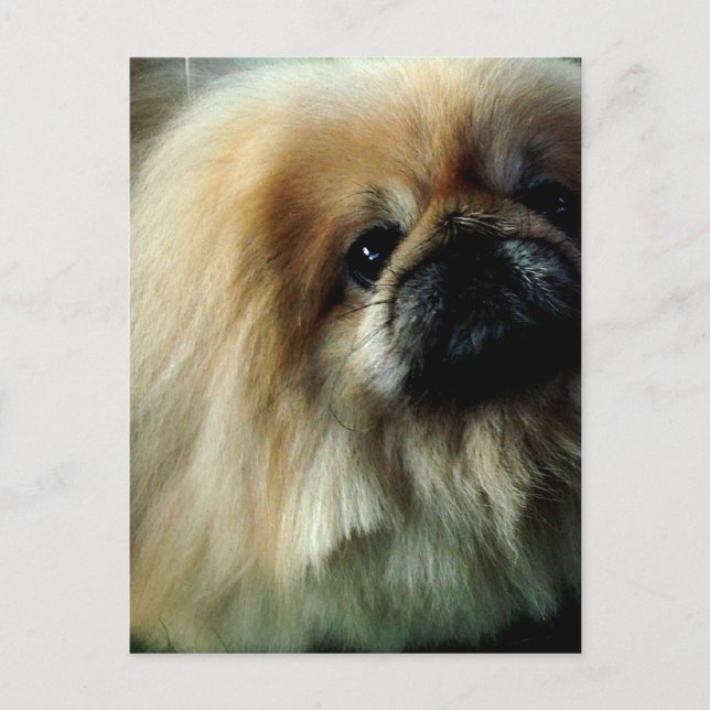 Cute Pekingese-vykort Vykort (Framsida)