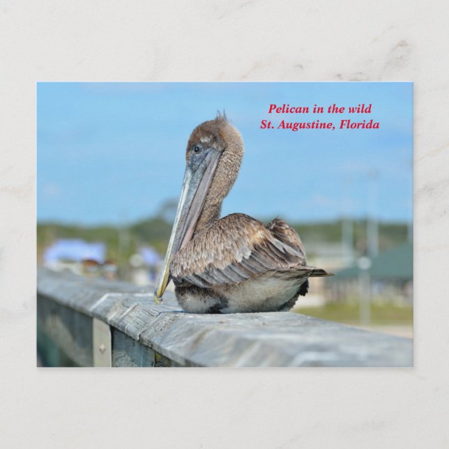 Cute Pelican Resing Vykort (Framsida)