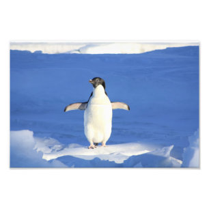 Cute Penguin Fototryck
