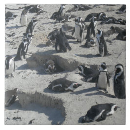 Cute Penguins on Beach Ceramic Tile Kakelplatta
