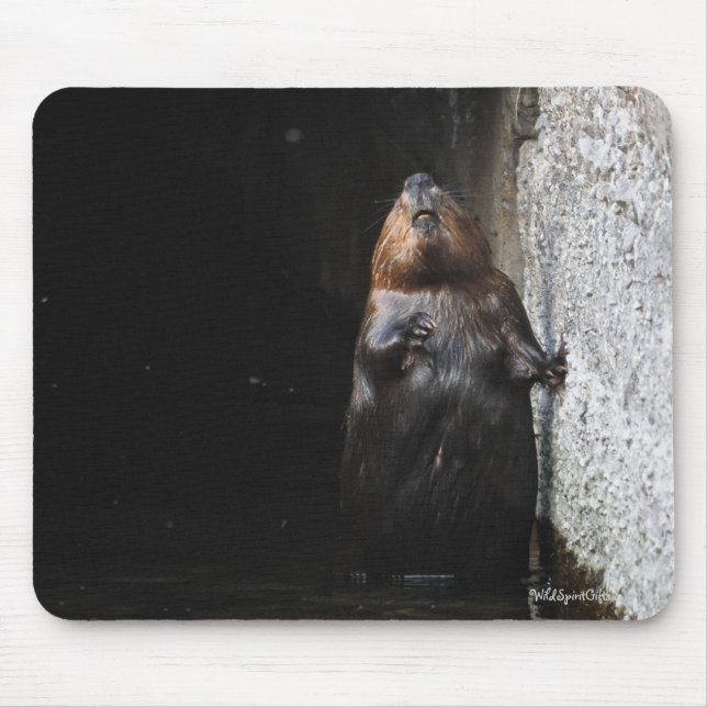 Cute Permanent Vild Beaver Wildlife Photo Musmatta (Framsidan)