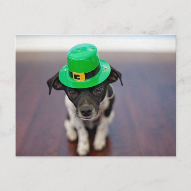 Cute Personlig St patrick's day Chihuahua Hund Helg Vykort (Framsida)