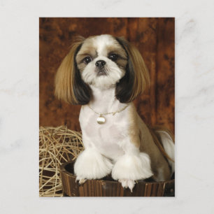Cute Pet Animal Vykort