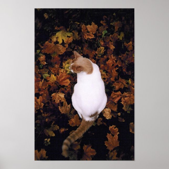 Cute Pet Cat Poster (Framsidan)