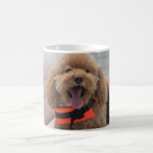 Cute Pet Hund Cockapoo Best Friend-foto