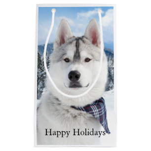 Cute Pet Photo jul