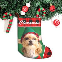 Cute Pet Photo Namn Play