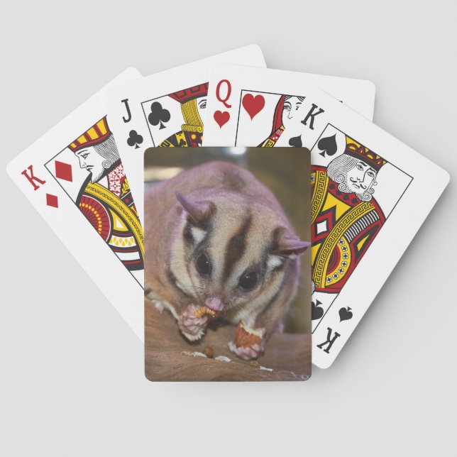 Cute Pet Sugar Glider EEG Casinokort (Baksidan)