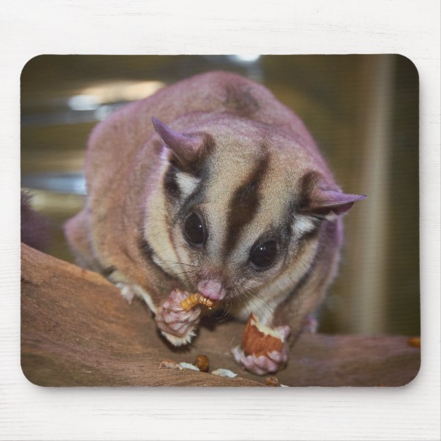 Cute Pet Sugar Glider EEG Musmatta (Framsidan)