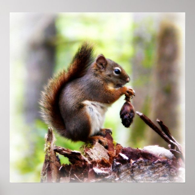 Cute photo of a little squirrel poster (Framsidan)