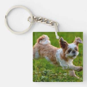 Cute Photo Running Shih Tzu Hund