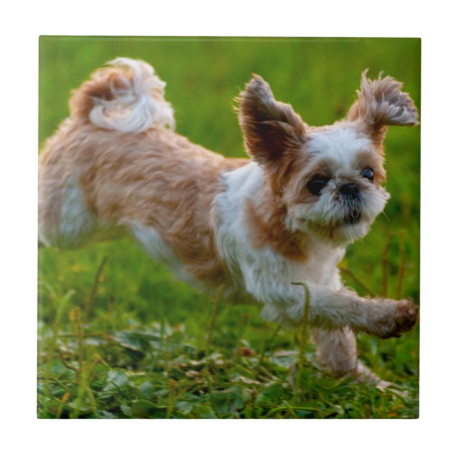 Cute Photo Running Shih Tzu Hund Kakelplatta (Framsidan)