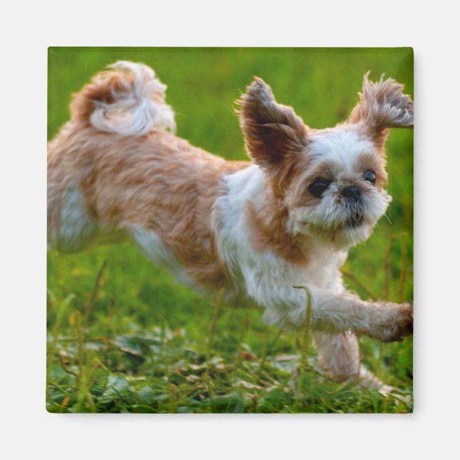 Cute Photo Running Shih Tzu Hund Magnet (Framsidan)