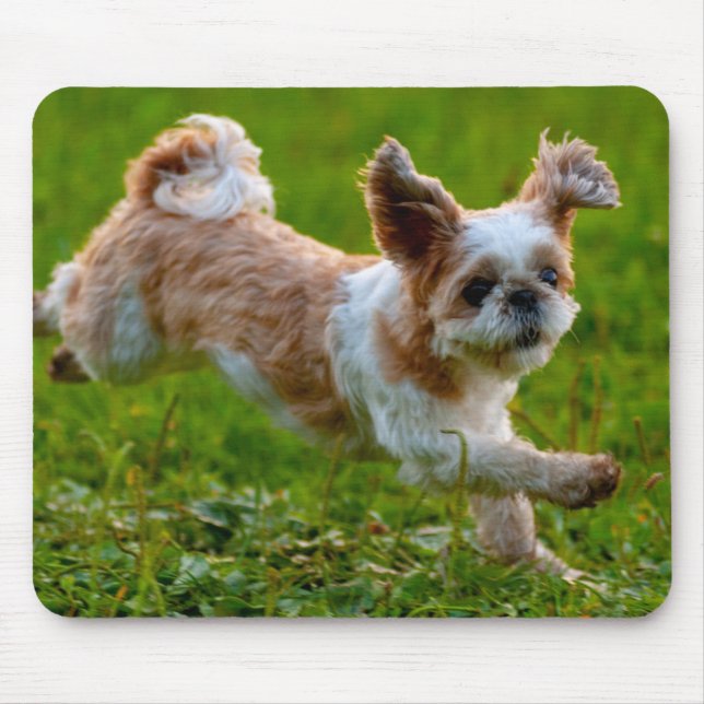 Cute Photo Running Shih Tzu Hund Musmatta (Framsidan)