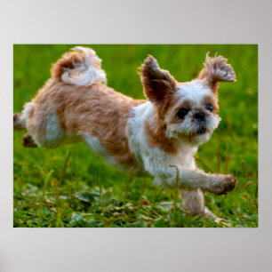 Cute Photo Running Shih Tzu Hund Poster