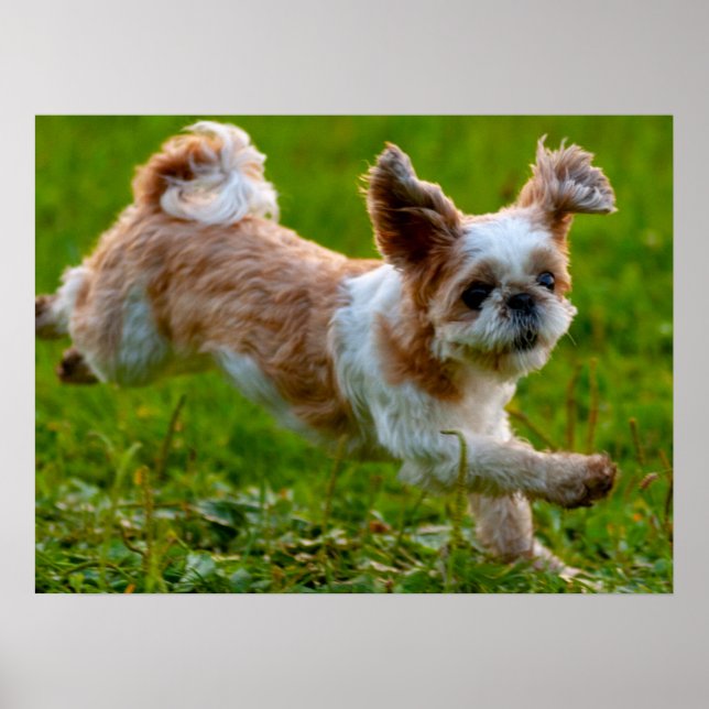 Cute Photo Running Shih Tzu Hund Poster (Framsidan)