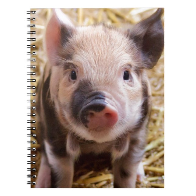 Cute Pic of a Baby Pig Anteckningsbok Med Spiral (Framsidan)