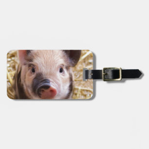 Cute Pic of a Baby Pig Bagagebricka