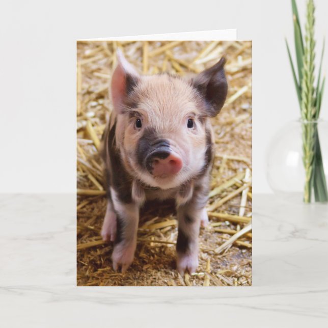 Cute Pic of a Baby Pig Helgkort (Framsida)