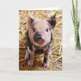 Cute Pic of a Baby Pig Helgkort