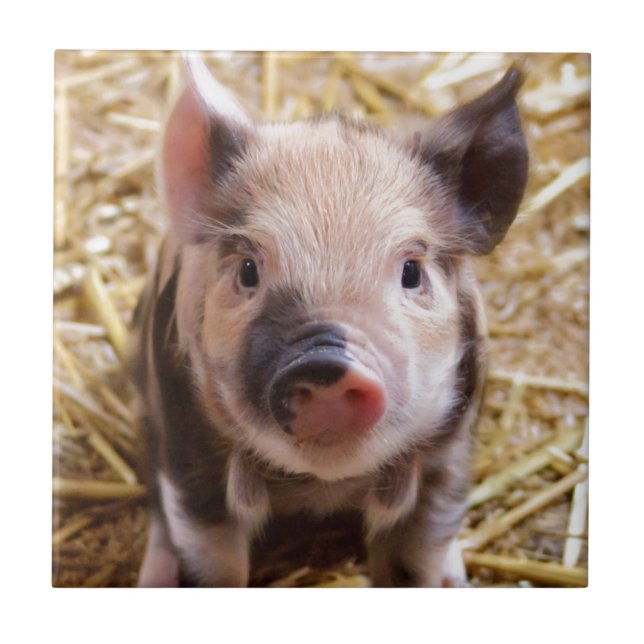 Cute Pic of a Baby Pig Kakelplatta (Framsidan)