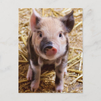 Cute Pic of a Baby Pig Vykort