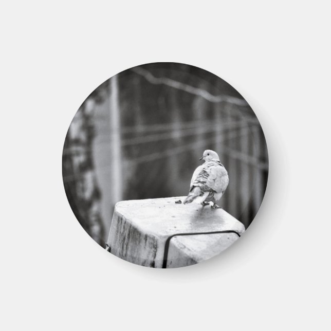 Cute Pigeon Magnet (Framsidan)